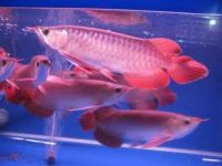 We Supply Live Arowana Fishes/Red Bellied Pacu of All Kinds