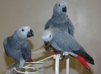 Parrots(Macaws, African Grey, Eclectus, Amazon) and Parrots Eggs