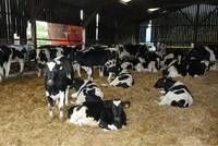Pregnant Holstein Heifers for Sale