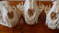 African Skull & Lion Claws