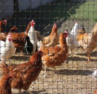 Plastic poultry chicken net /chicken wire netting /chicken wire mesh