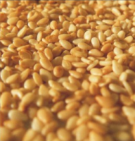 SELL Sesame Seeds, Un-Hulled, White Creamy and Brown