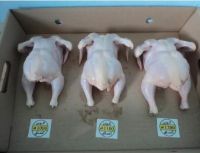 High Quality Whole Frozen Chicken and Chicken Products, Thigh, Drumstick, Wings, Paws