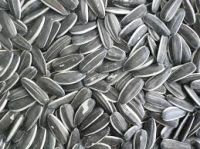 Big Size Sunflower Seeds