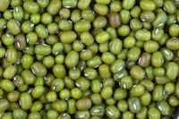 high quality Green Mung Beans/Vigna Beans