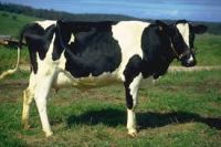 Cheap Holstein Dairy Cow/Heifers with Milking Capacity