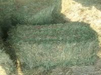 BEST HIGH SPECIAL ALFALFA HAY