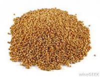 Red And White Sorghum For Sale / Sorghum Flour White / Sorghum Grains