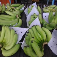 Green Cavendish Bananas