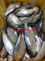 Sardine for canning sardine factory
