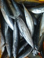 Best bullet tuna bonito for canning factory