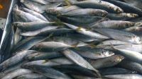 Round scad mackerel for bait