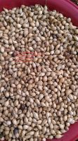 Whole good coix seed with cheap price