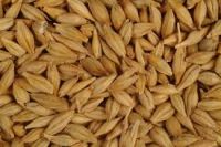 Animal feed barley Netherlands