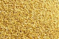 Yellow millet