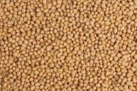 WHITE SORGHUM