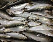 Whole Round Frozen Sardine Fish