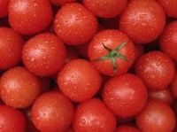 Farm Fresh Red Tomatoes