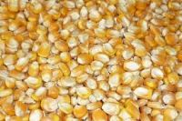 White and Yellow Corn (Human Consumption & Animal Feed)
