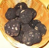 Italian White Truffle for Sale