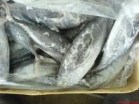 Frozen Skipjack Tuna Fish