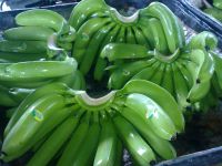 Fresh Green Cavendish Banana for Sale