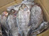 Frozen Tilapia Fish