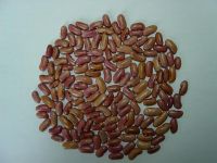 Light Red Kidney Beans 200-220