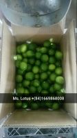 Fresh seedless lime supplier from Vietnam grade A