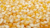 QUALITY  YELLOW  CORN  FOR  SALE