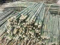 treatment bamboo poles wholesale from Viet Nam for agricutural