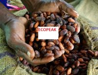 High Grade Cocoa Beans and Cocoa Nibs