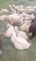 Sheeps (Lamb meat)