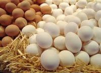 Fresh Chicken Eggs Fertile Chicken Hatching Eggs of all sizes for sale