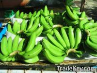 Wholesale Price cavendish banana & banana chips