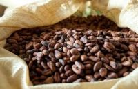 100% dried cocoa beans, coffe beans, cocoa powder for sale.