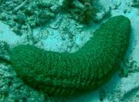 White Teat Fish Dried Sea Cucumber