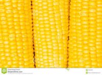 Yellow corn for animal feeding