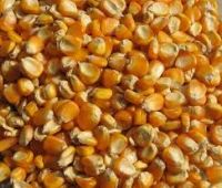 Ukraine corn yellow - human / animal feed / different grades / bulk and containers