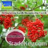 Sell Elderberry Extract Powder