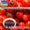 Sell Tomato Color(Lycopene 5%-80%)