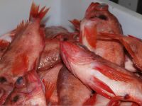 , Pelagic fish, Red Snapper(Besugo), Halibut, Mackerel, Red Fish, Pacific Hake, Mahi Mahi, Yellow Croakers, Grey Mullet