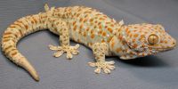 Geckos for Sale