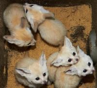 Young Fennec Fox, BabyFennec Fox, Exotic Animals for Sale