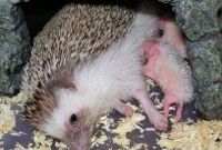Hedgehogs For Sale