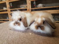 Rabbits, Ferrets, Rabbits, Hamsters, Exotic Animals For Sale