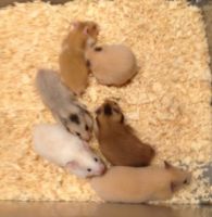 Hamsters, Birds & Exotic Animals For Sale