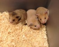 Hamsters For Sale