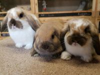 Rabbits For Sale