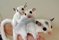 Sugar Glider Babies, Young Sugar Gliders